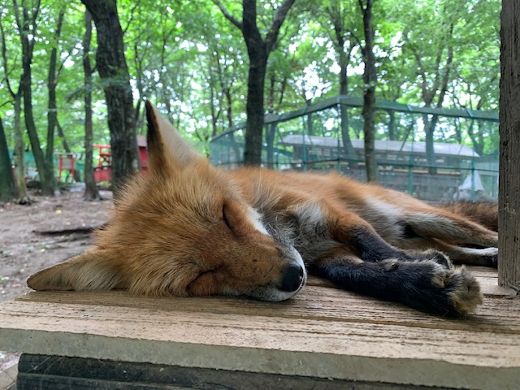 夏の思い出とVR睡眠