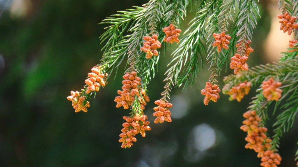 花粉症の漢方治療 小青竜湯と体質改善のポイント