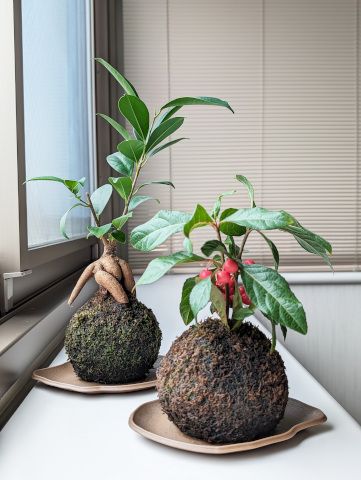 癒してくれるものでホッと一呼吸