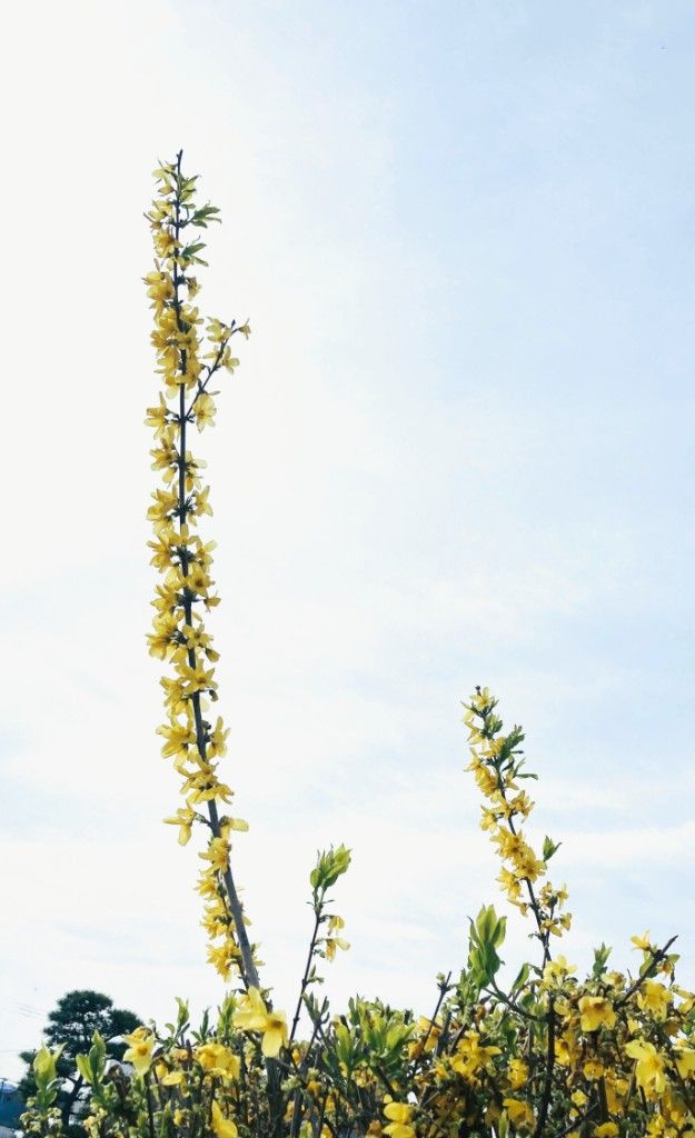 青空に向かって伸びる連翹の花
