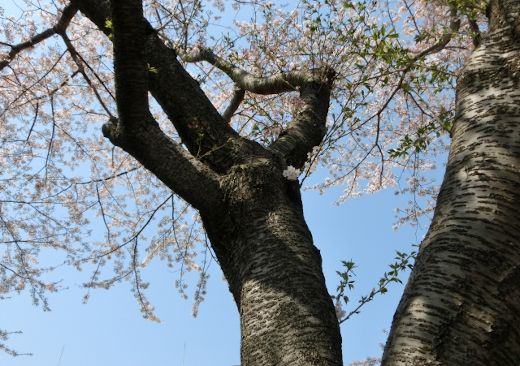 漢方は日本で独自に発展(その2)和漢薬