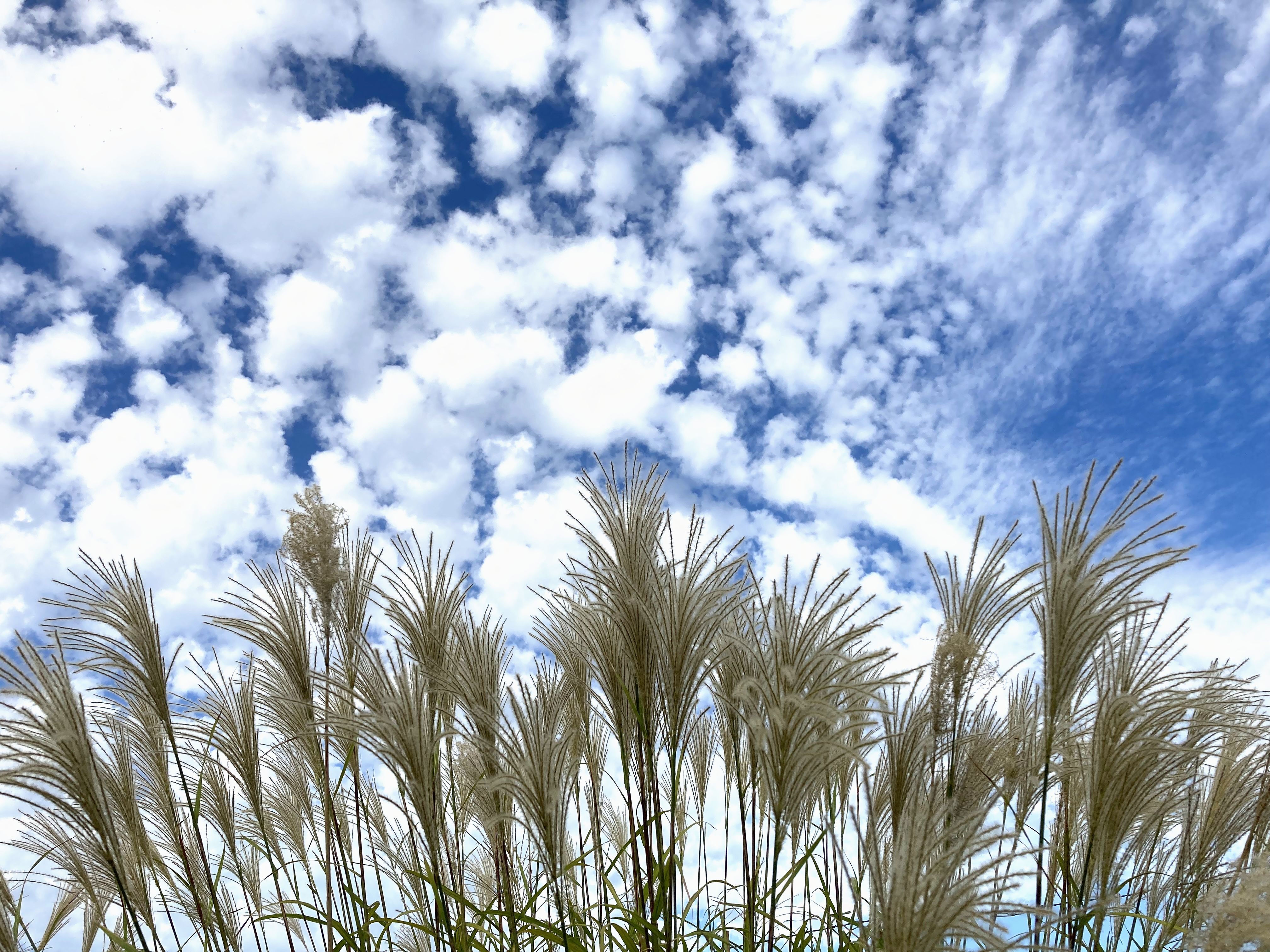 秋の花粉症にも漢方薬が効果的!花粉-食物アレルギー症候群(PFAS)にも注意を